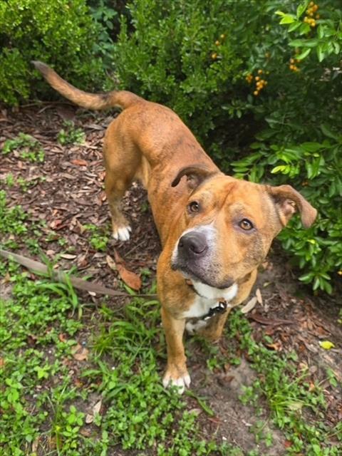 ROSCOE, Adoptable, Adult Male Staffordshire Bull Terrier.