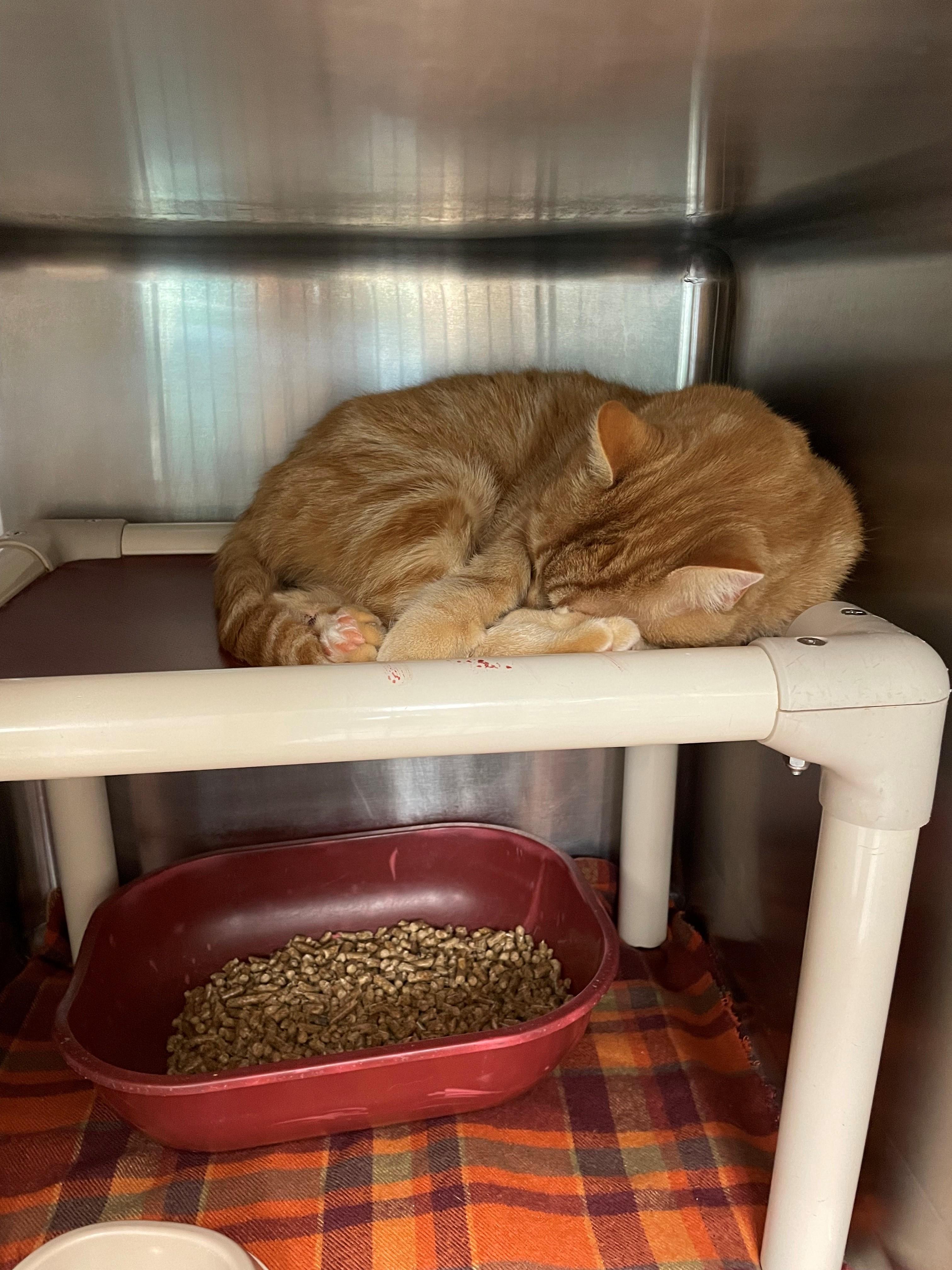 Enlarge Linus, a Adoptable Domestic Short Hair in Benton Harbor, MI image 1/1