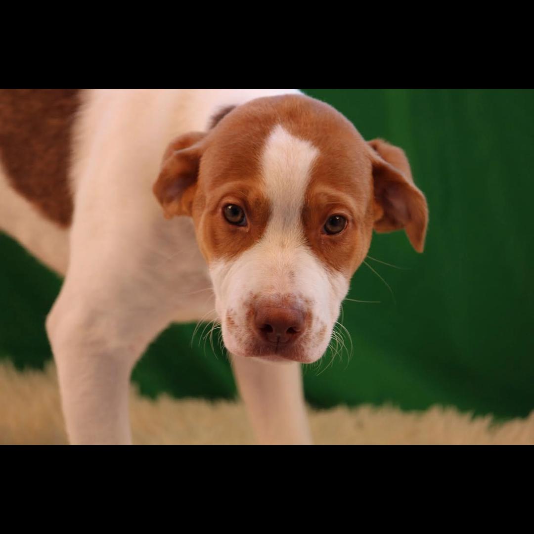 Enlarge Detroit, a Adoptable mixed breed in Midlothian, VA image 5/5