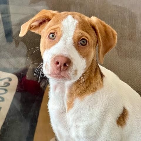 Enlarge Detroit, a Adoptable mixed breed in Midlothian, VA image 2/5