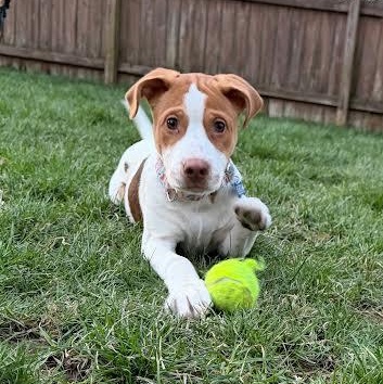 Enlarge Detroit, a Adoptable mixed breed in Midlothian, VA image 1/5