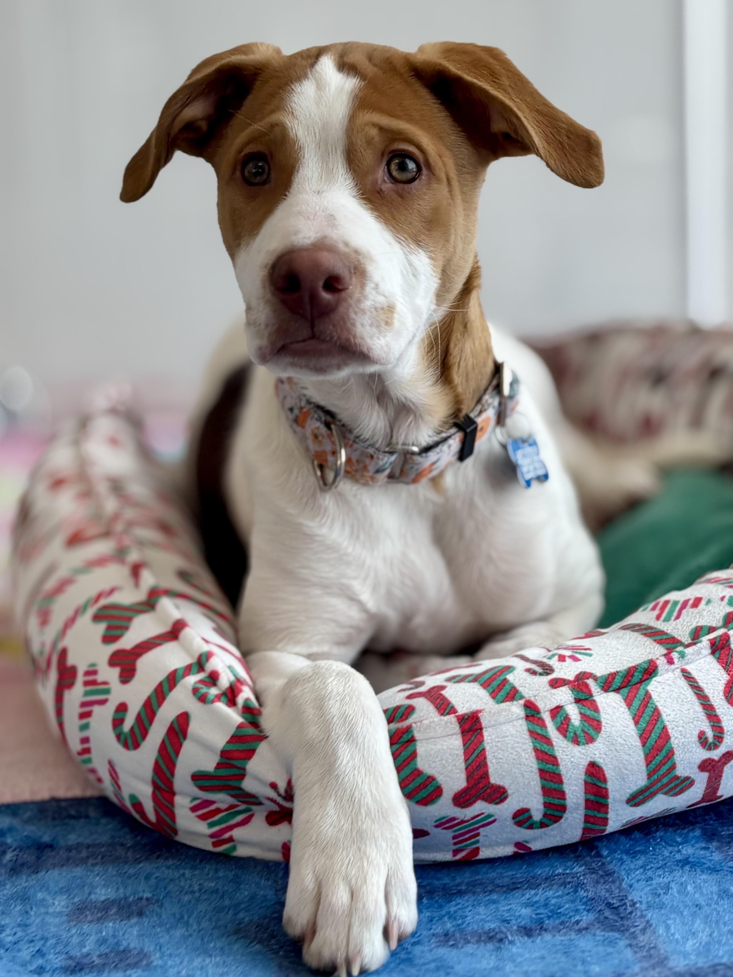 Enlarge Detroit, a Adoptable mixed breed in Midlothian, VA image 4/5