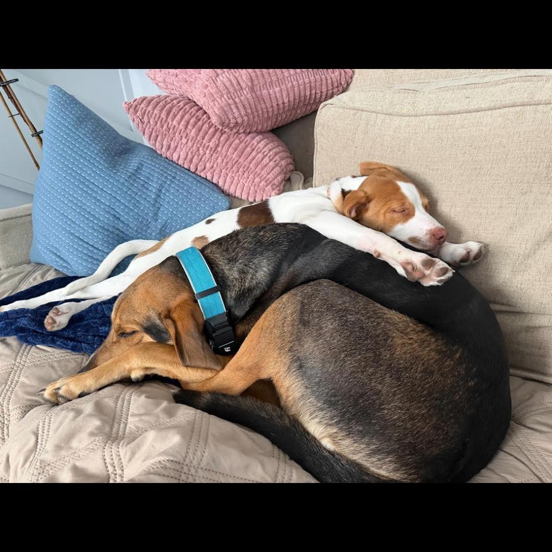 Enlarge Detroit, a Adoptable mixed breed in Midlothian, VA image 3/5