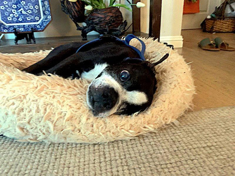 Peter, Adopted, Adult Male Boston Terrier.
