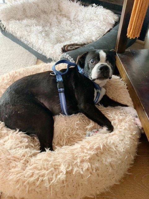 Enlarge Peter, a Adopted Boston Terrier in Huntington Beach, CA image 2/3