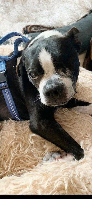 Enlarge Peter, a Adopted Boston Terrier in Huntington Beach, CA image 3/3