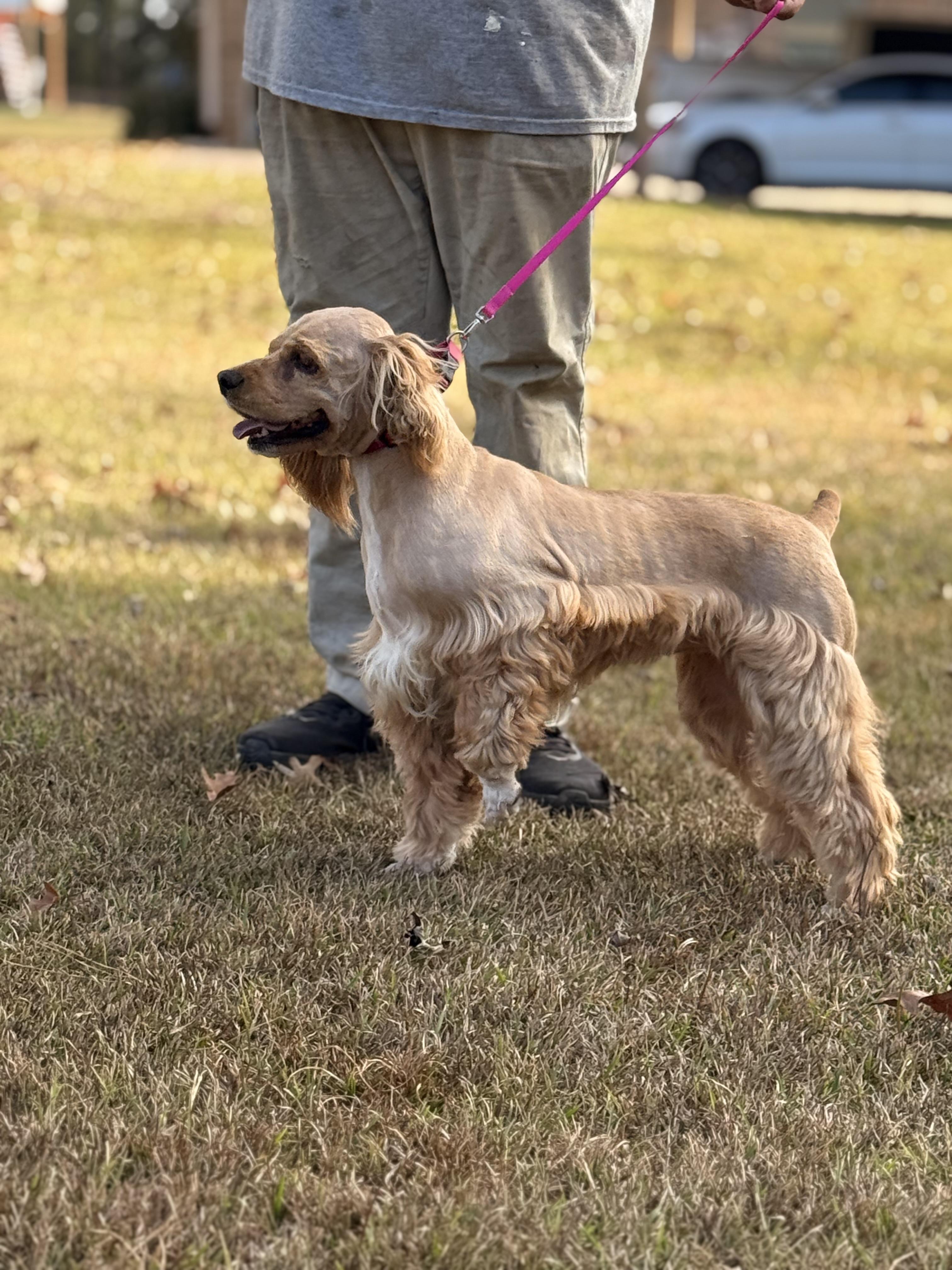 Enlarge Sage, a Adoptable Cocker Spaniel in Texarkana, TX image 2/6