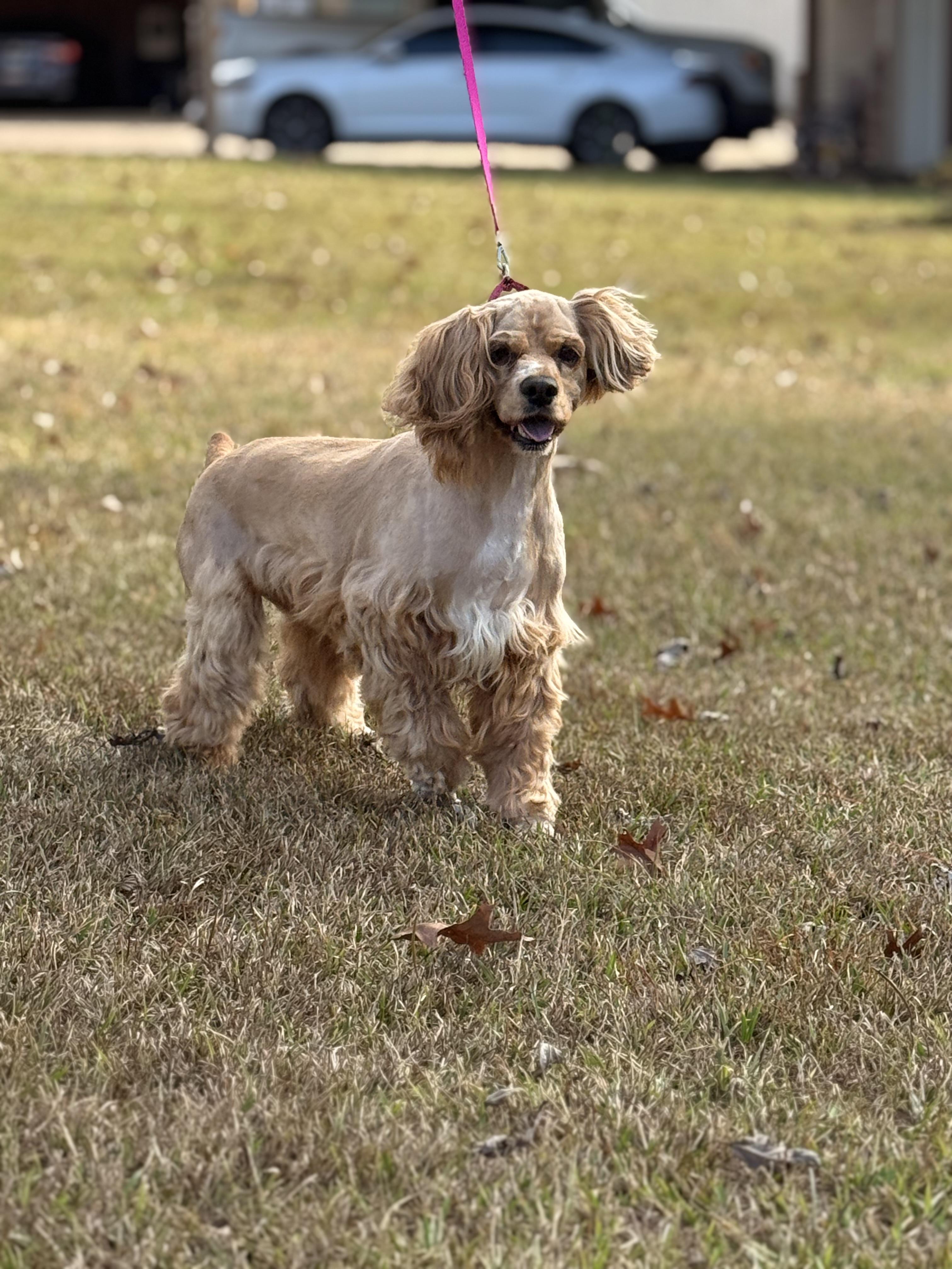 Enlarge Sage, a Adoptable Cocker Spaniel in Texarkana, TX image 1/6