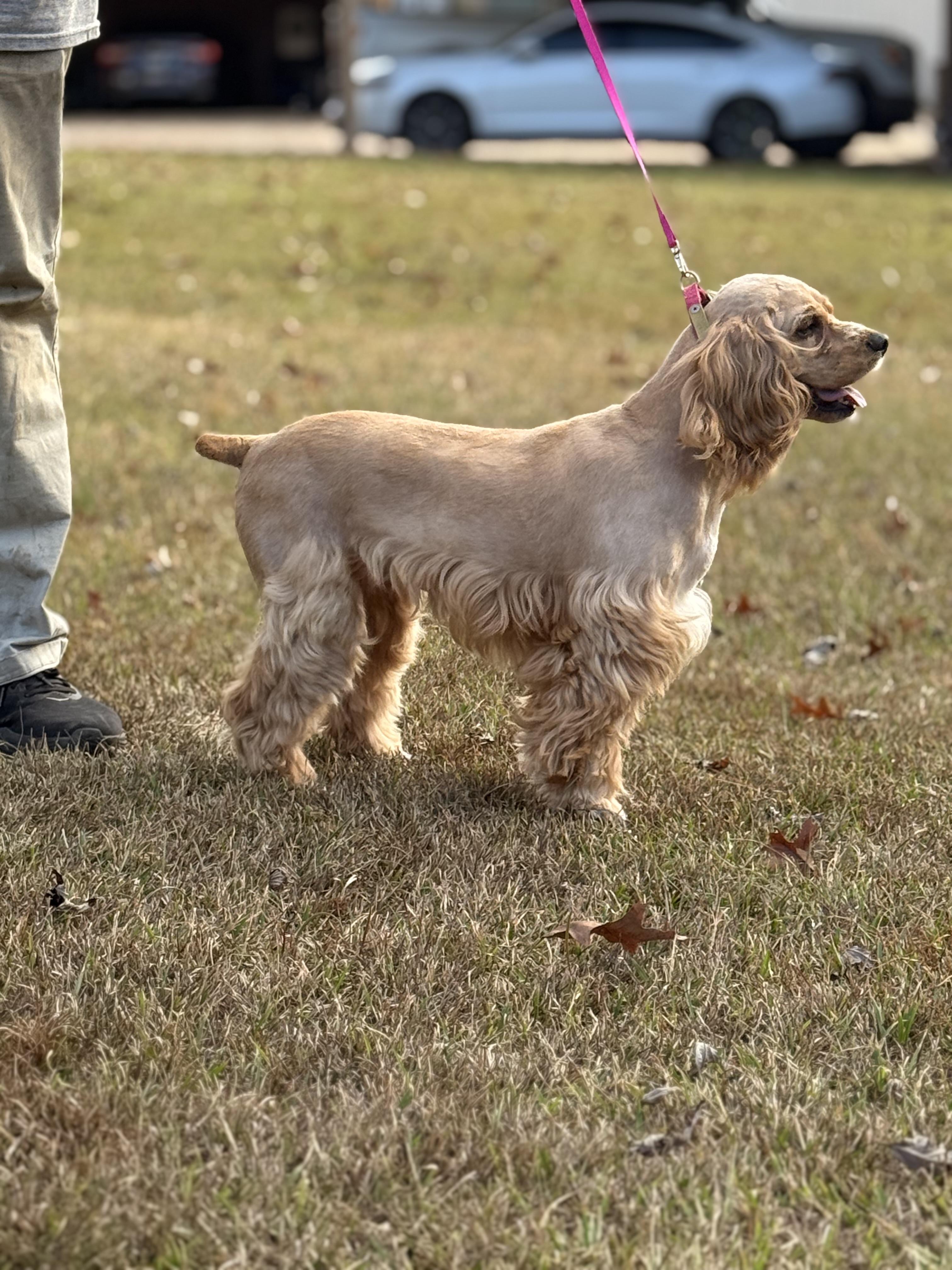 Enlarge Sage, a Adoptable Cocker Spaniel in Texarkana, TX image 3/6