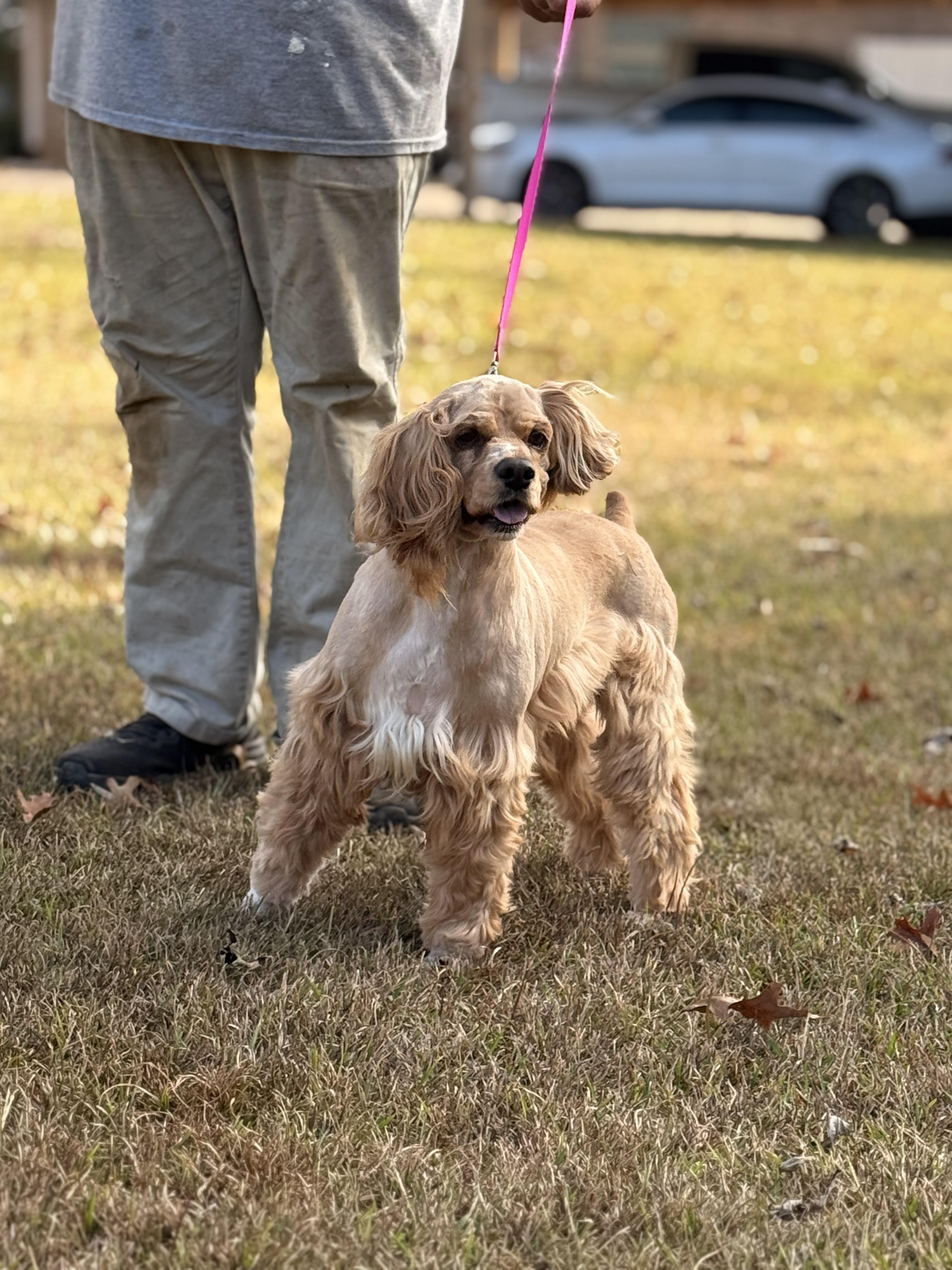 Enlarge Sage, a Adoptable Cocker Spaniel in Texarkana, TX image 4/6