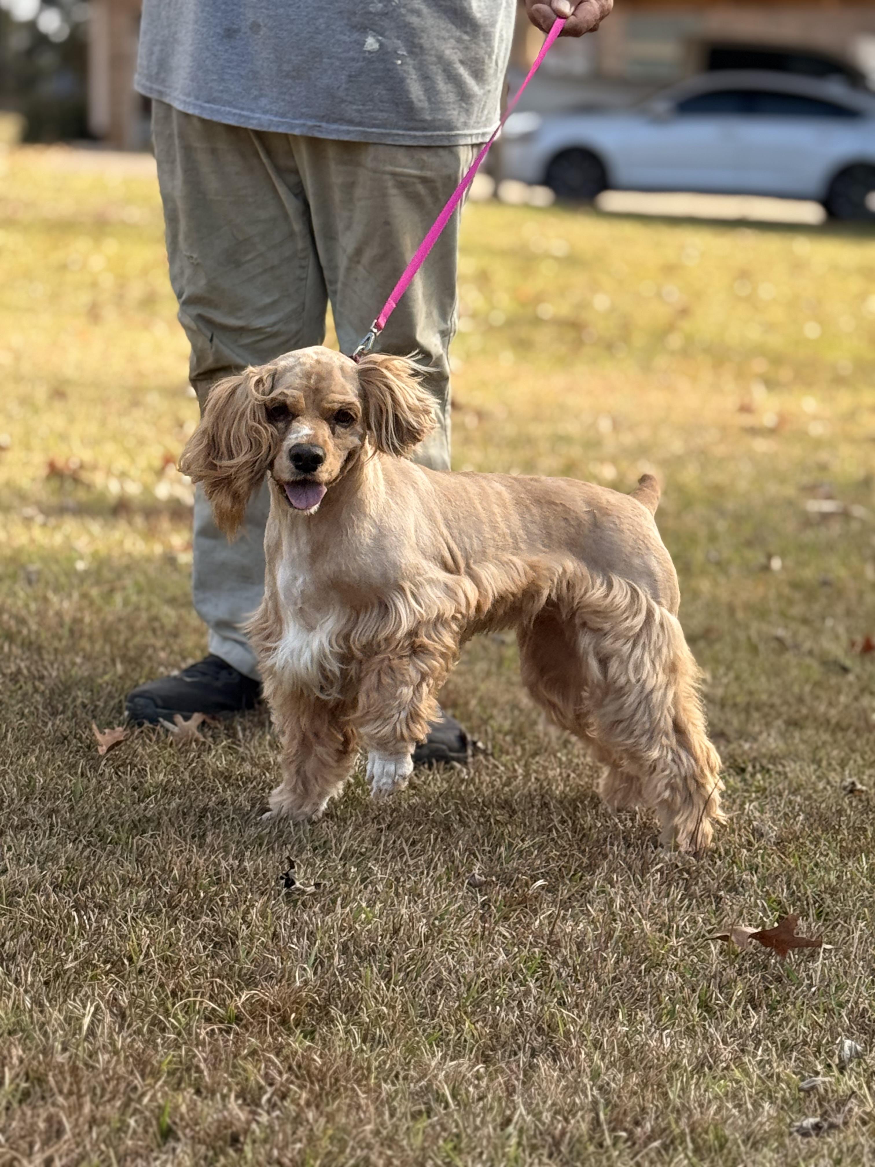 Enlarge Sage, a Adoptable Cocker Spaniel in Texarkana, TX image 5/6
