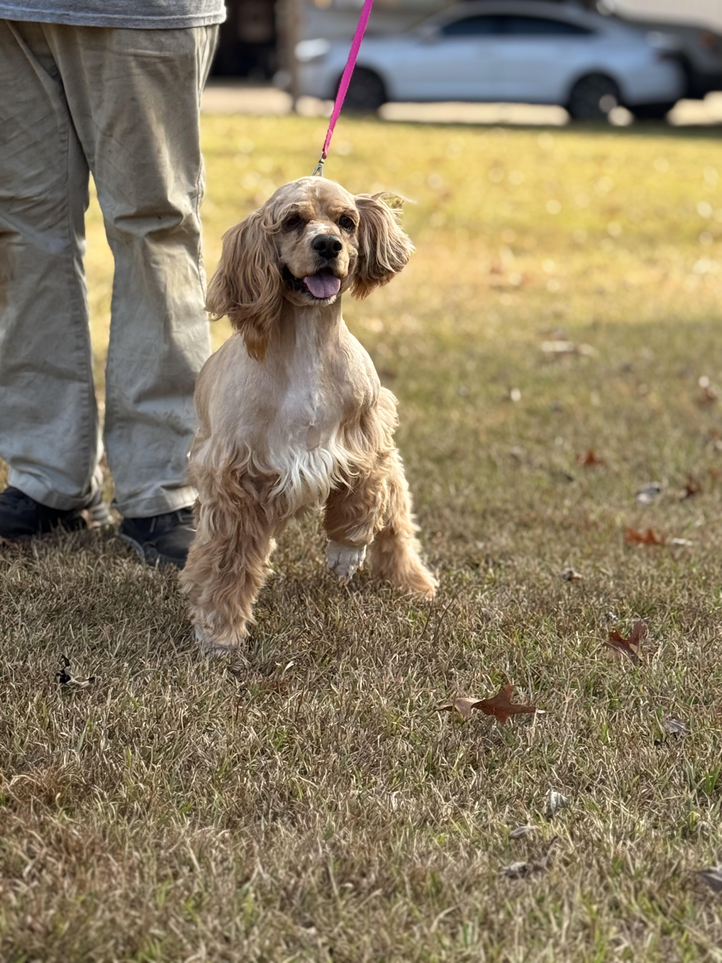 Enlarge Sage, a Adoptable Cocker Spaniel in Texarkana, TX image 6/6
