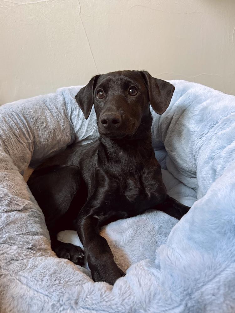 Saarela / Willow, Adoptable, Puppy Female Labrador Retriever & Chihuahua.