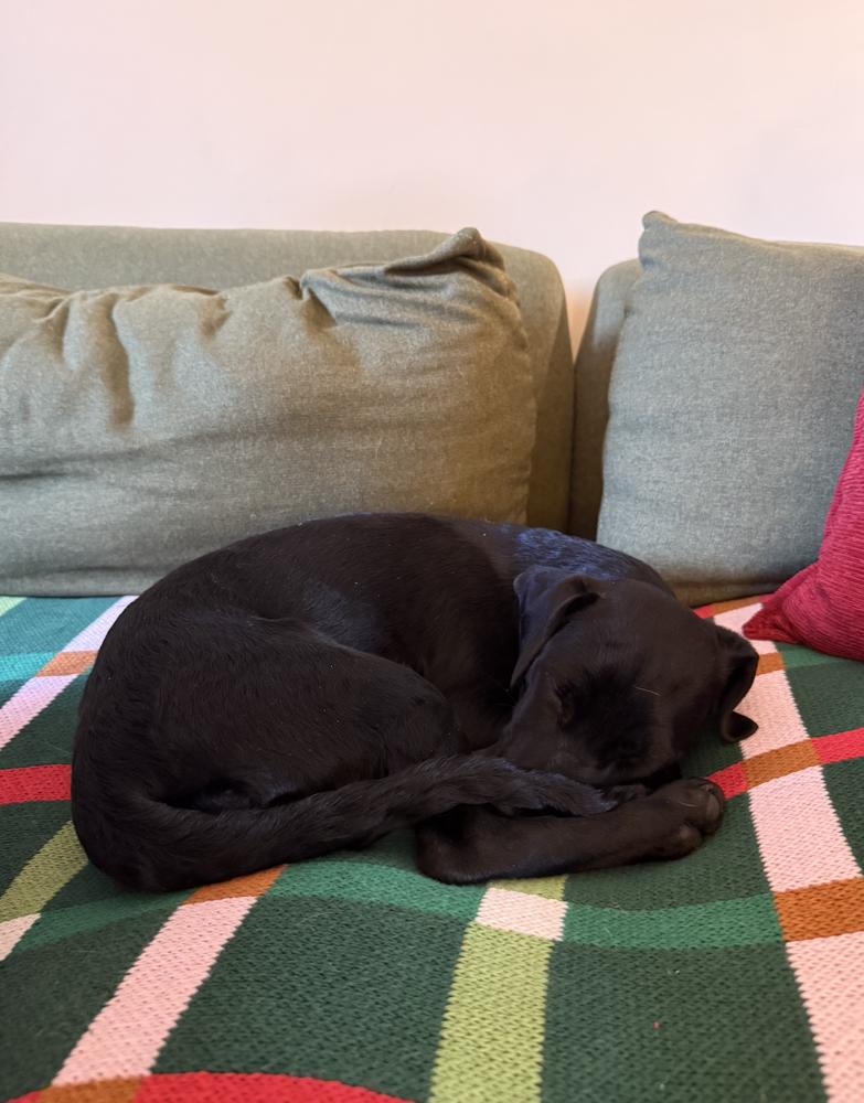 Enlarge Saarela / Willow, a Adoptable mixed breed in Broomfield, CO image 2/6