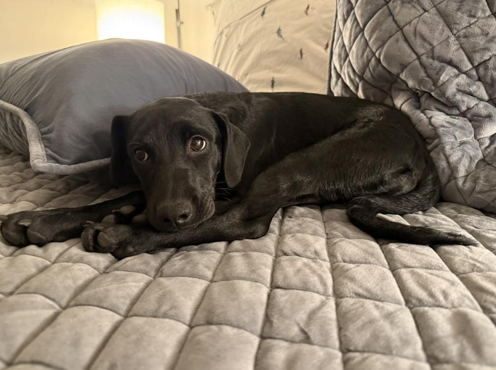 Enlarge Saarela / Willow, a Adoptable mixed breed in Broomfield, CO image 3/6