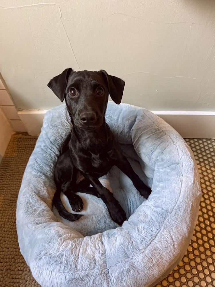 Enlarge Saarela / Willow, a Adoptable mixed breed in Broomfield, CO image 4/6