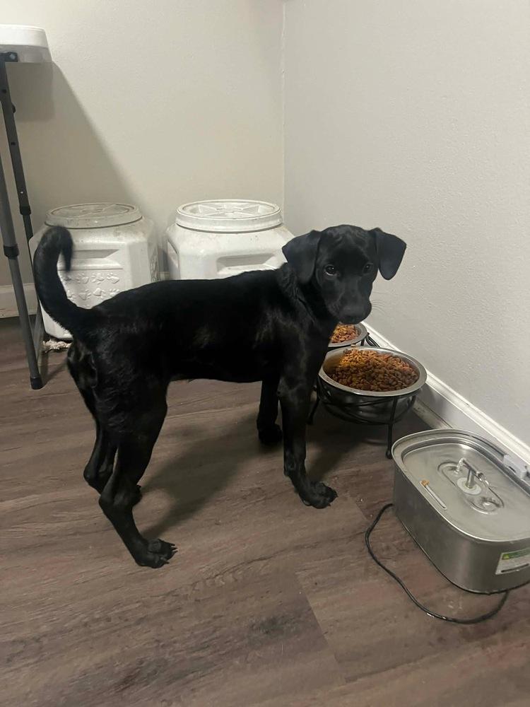 Enlarge Saarela / Willow, a Adoptable mixed breed in Broomfield, CO image 5/6