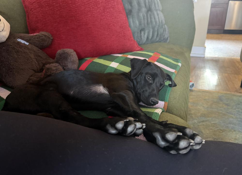 Enlarge Saarela / Willow, a Adoptable mixed breed in Broomfield, CO image 6/6