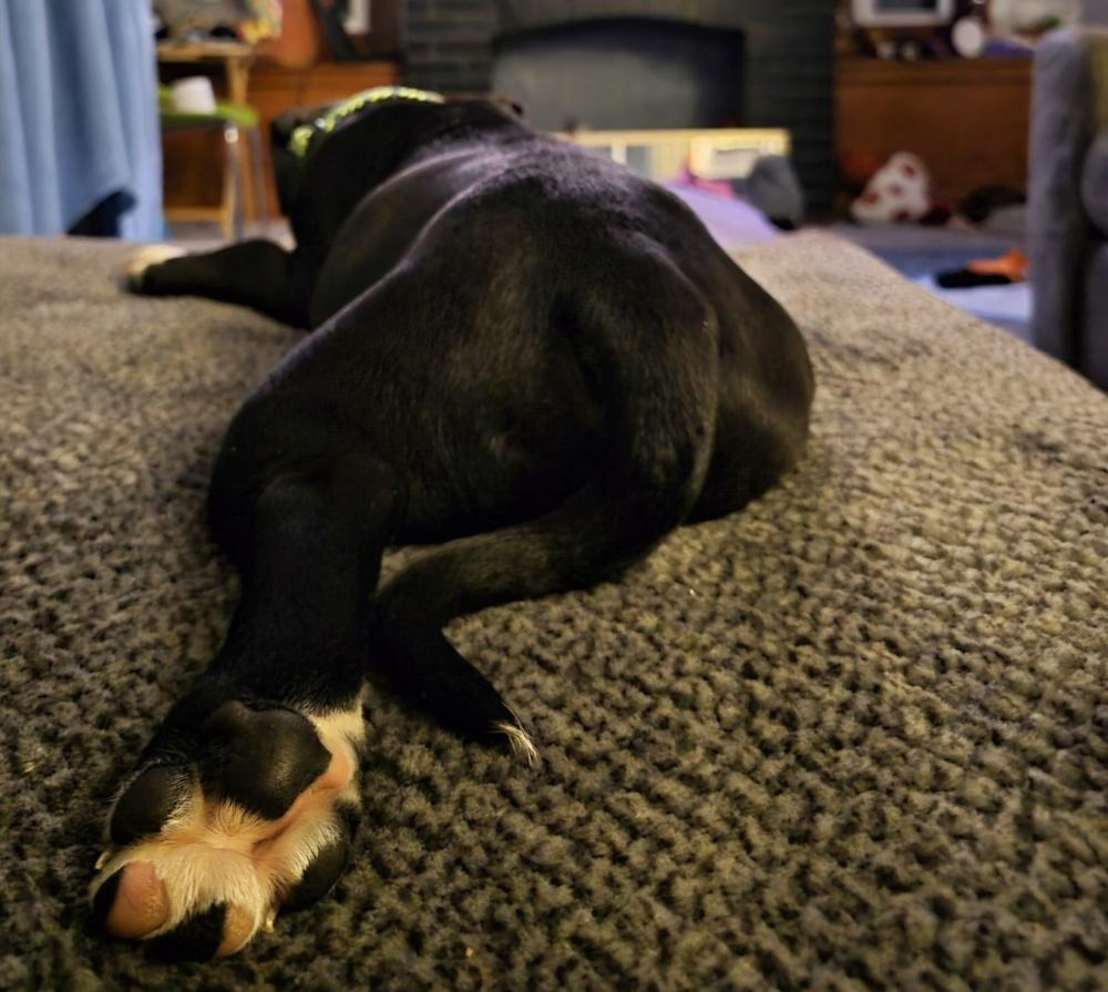 Pete, Adoptable, Puppy Male Bullmastiff & Pit Bull Terrier.