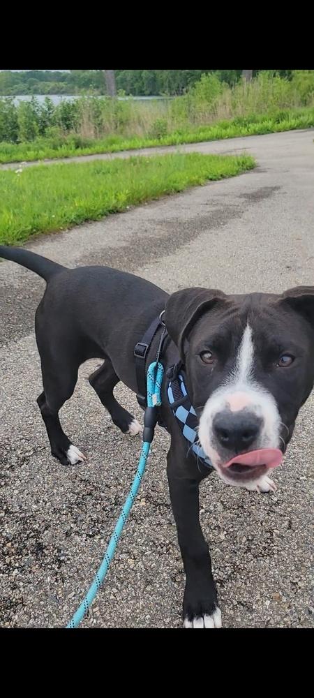 Peter, Adoptable, Puppy Male Bullmastiff & Pit Bull Terrier.