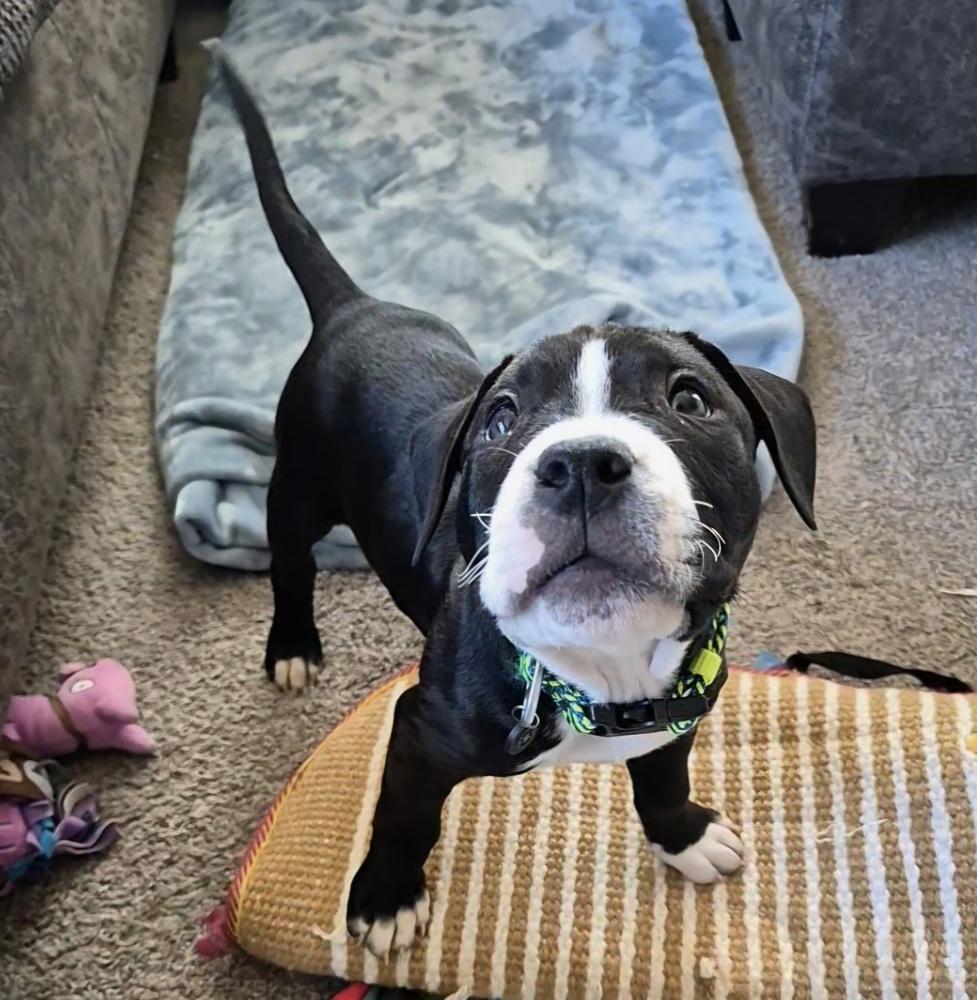 Enlarge Pete, a Adoptable mixed breed in Lincoln Park, MI image 3/6