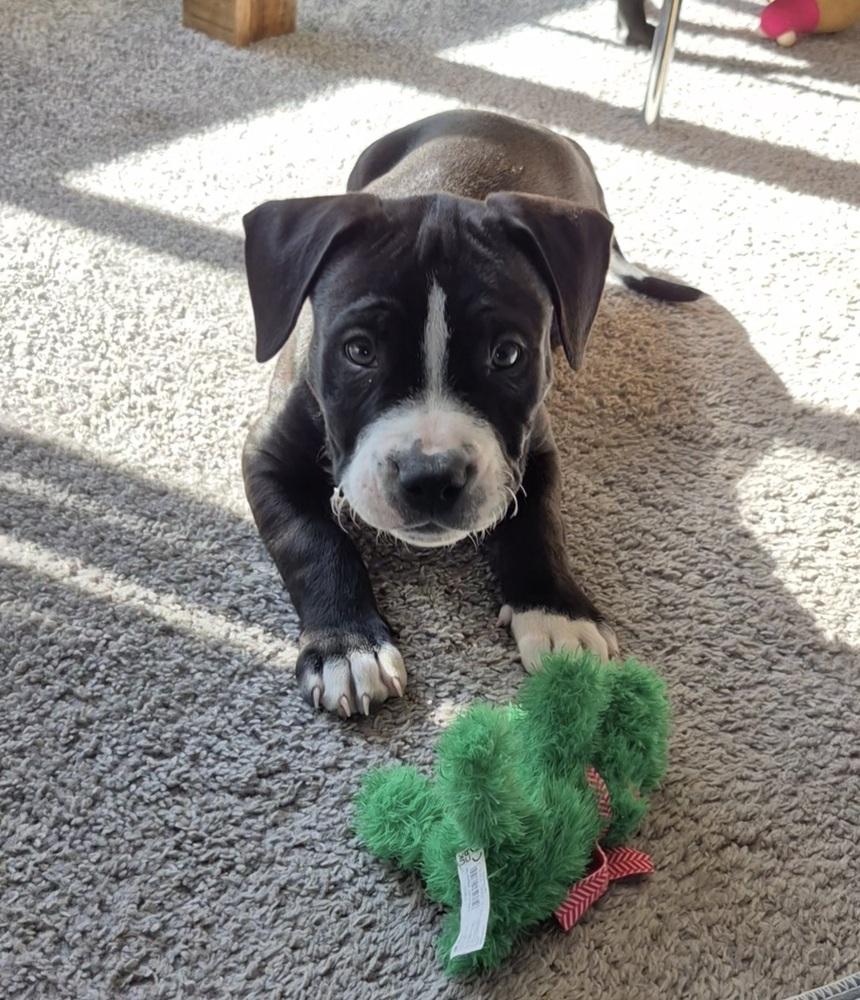 Enlarge Pete, a Adoptable mixed breed in Lincoln Park, MI image 4/6