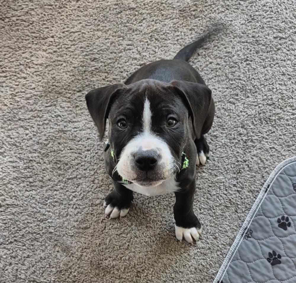 Enlarge Pete, a Adoptable mixed breed in Lincoln Park, MI image 5/6