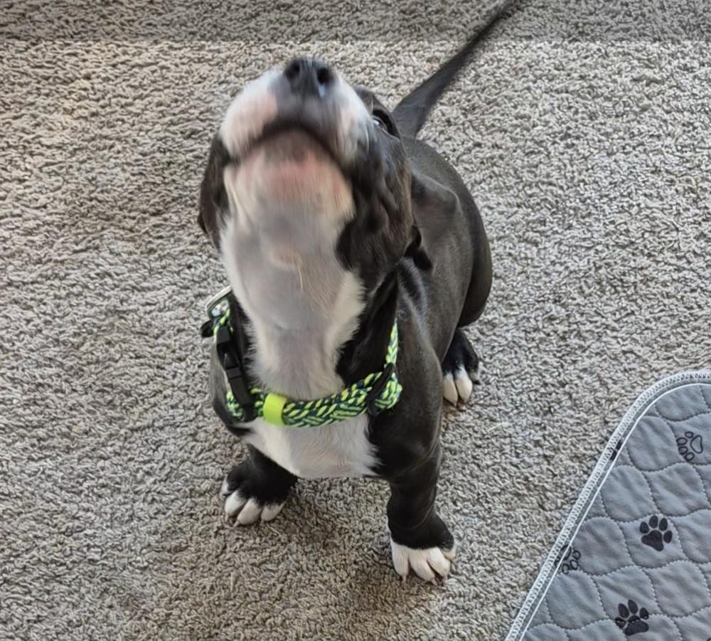 Enlarge Pete, a Adoptable mixed breed in Lincoln Park, MI image 6/6