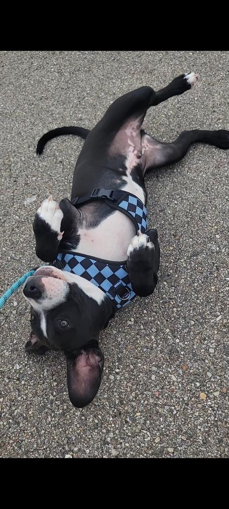 Peter, a Adoptable mixed breed in Lincoln Park, MI image 2/2