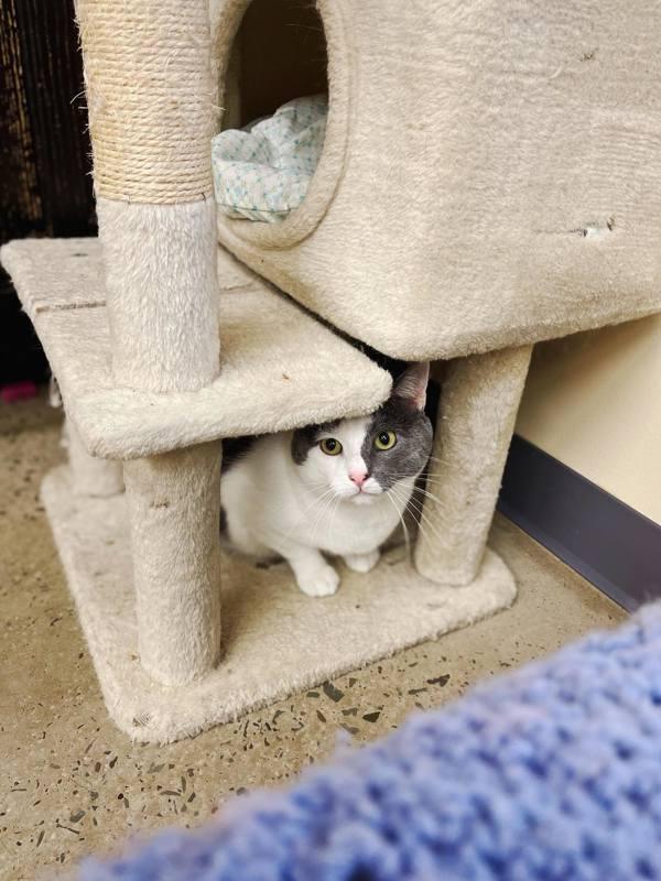 Spork, a Adoptable mixed breed in Indiana, PA image 1/3