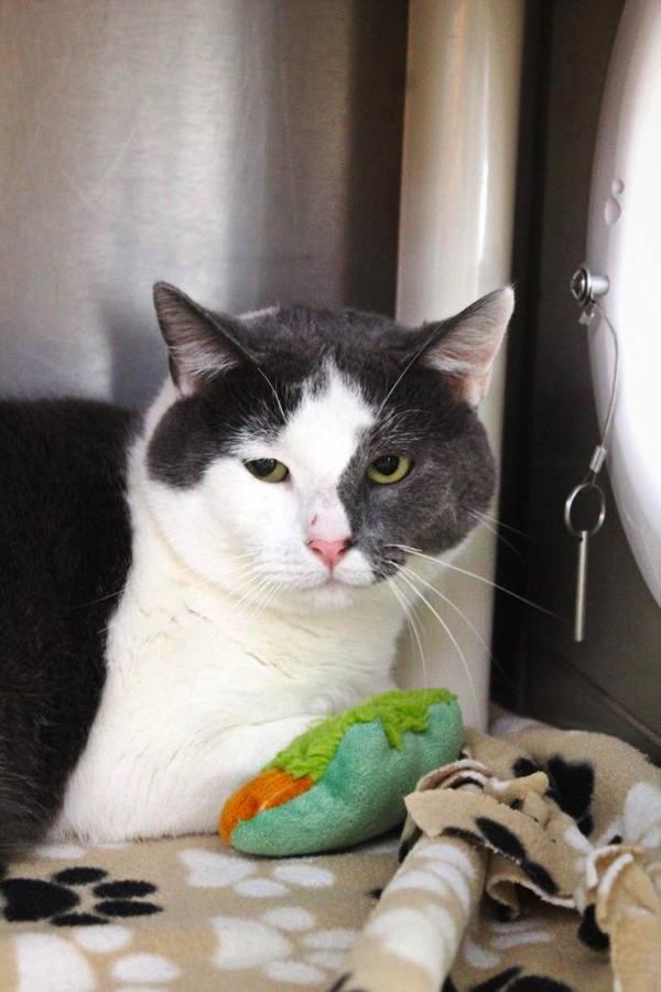 Spork, a Adoptable mixed breed in Indiana, PA image 2/3