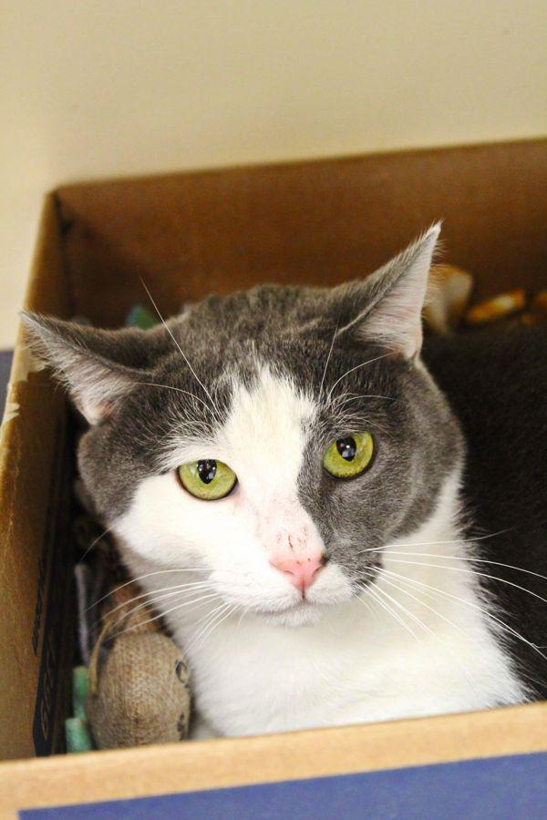 Spork, a Adoptable mixed breed in Indiana, PA image 3/3