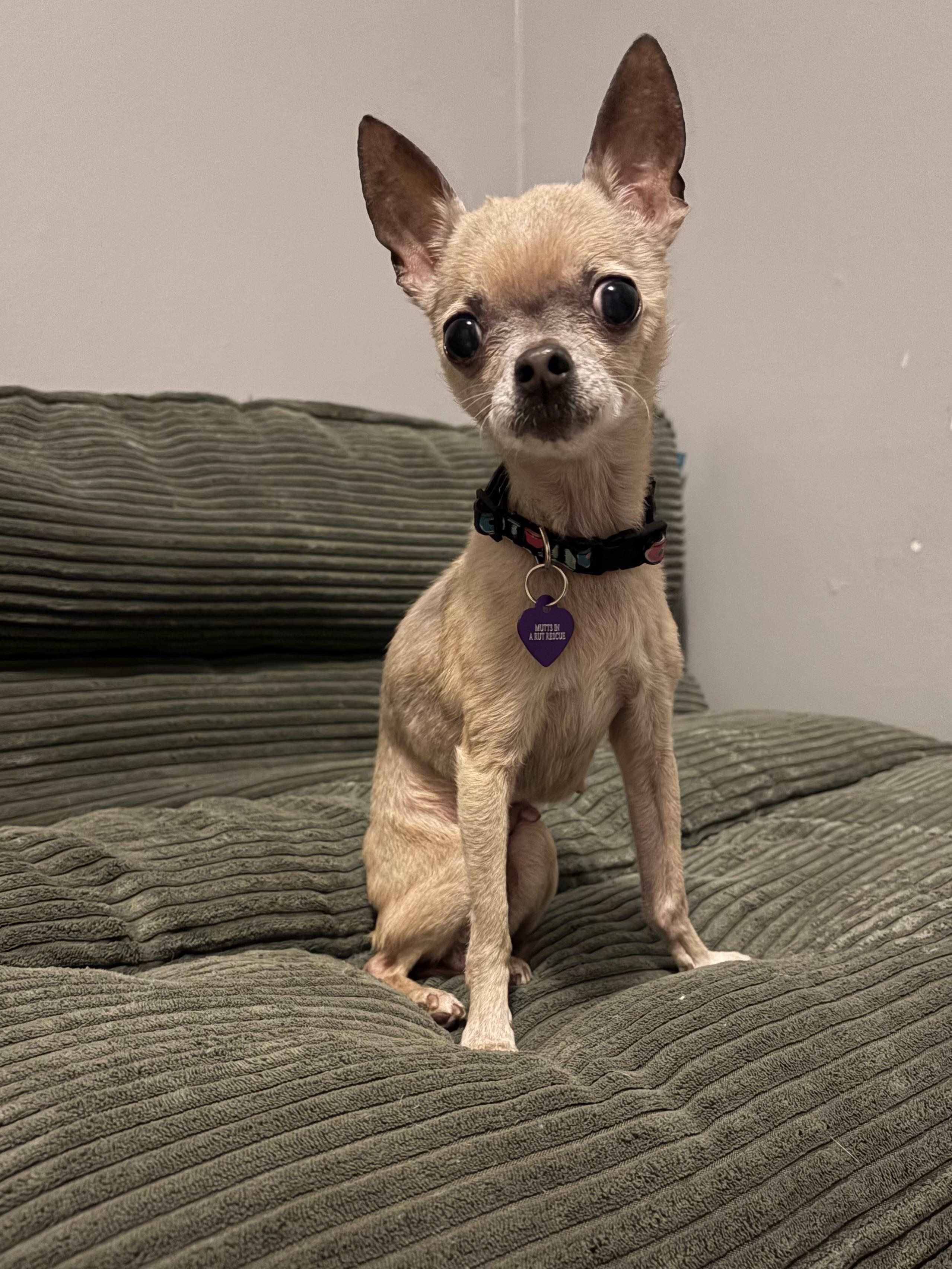 Enlarge Fanci, a Adoptable Chihuahua in Cleveland, OH image 2/6