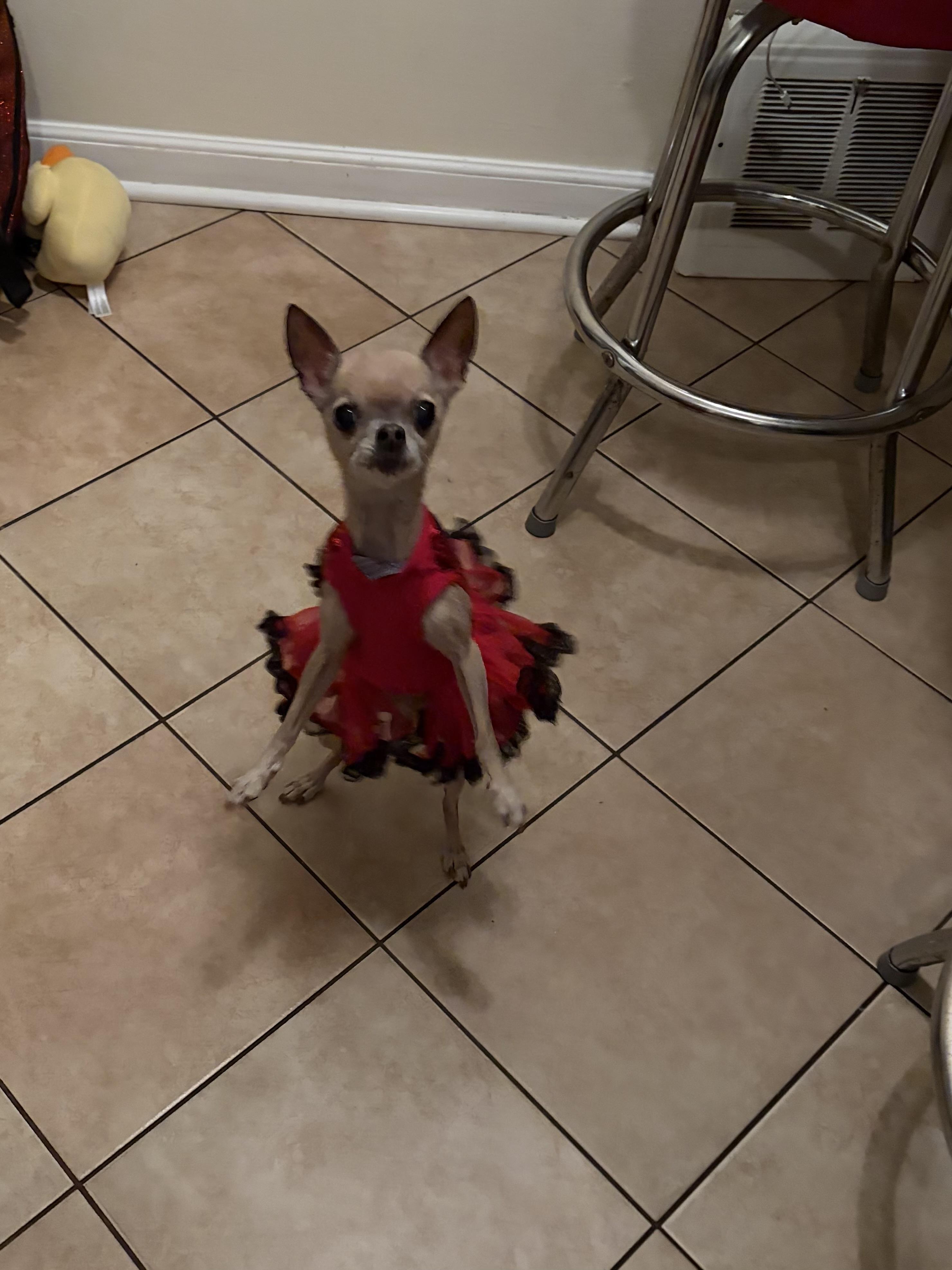 Enlarge Fanci, a Adoptable Chihuahua in Cleveland, OH image 3/6