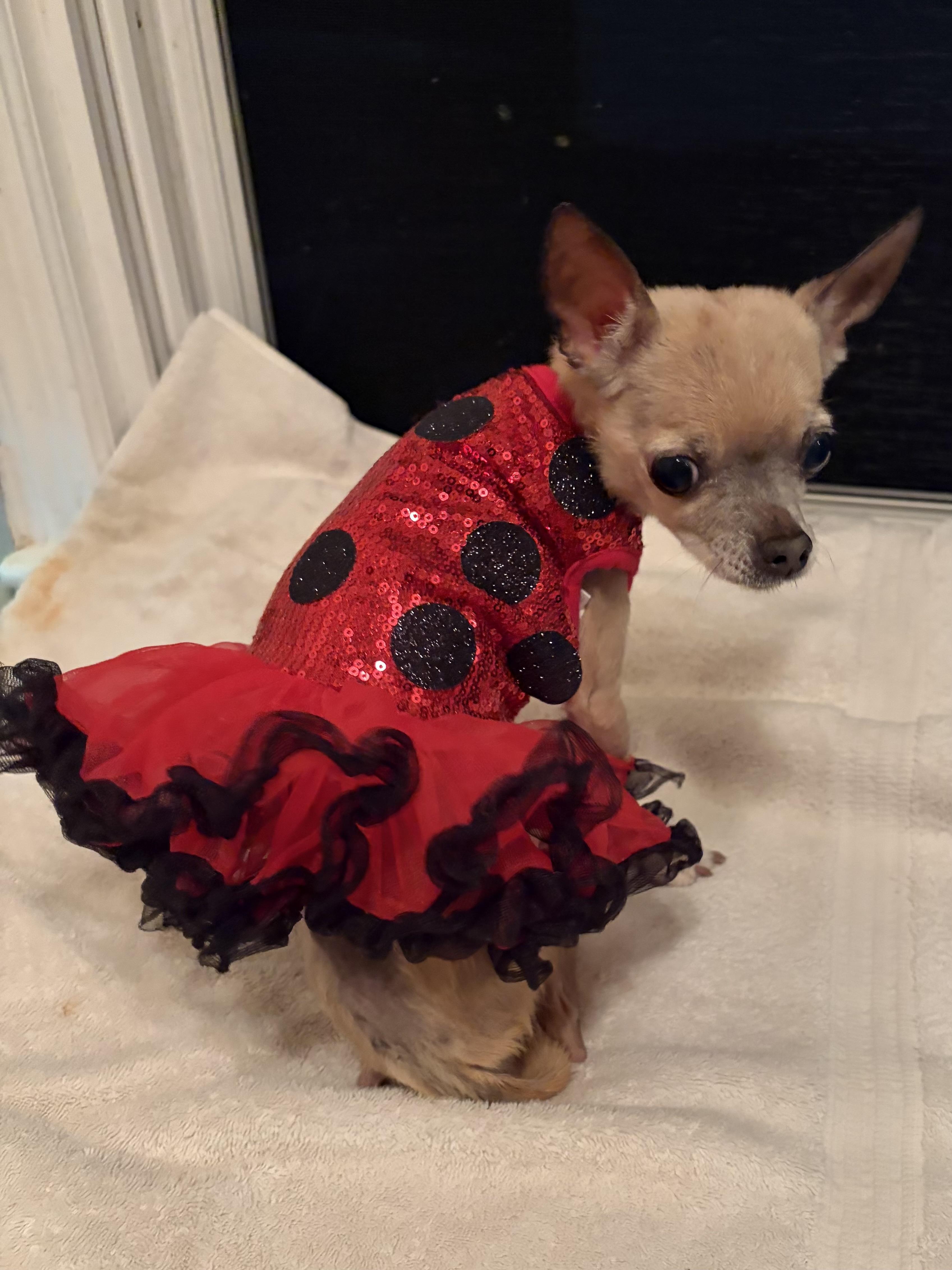 Enlarge Fanci, a Adoptable Chihuahua in Cleveland, OH image 5/6