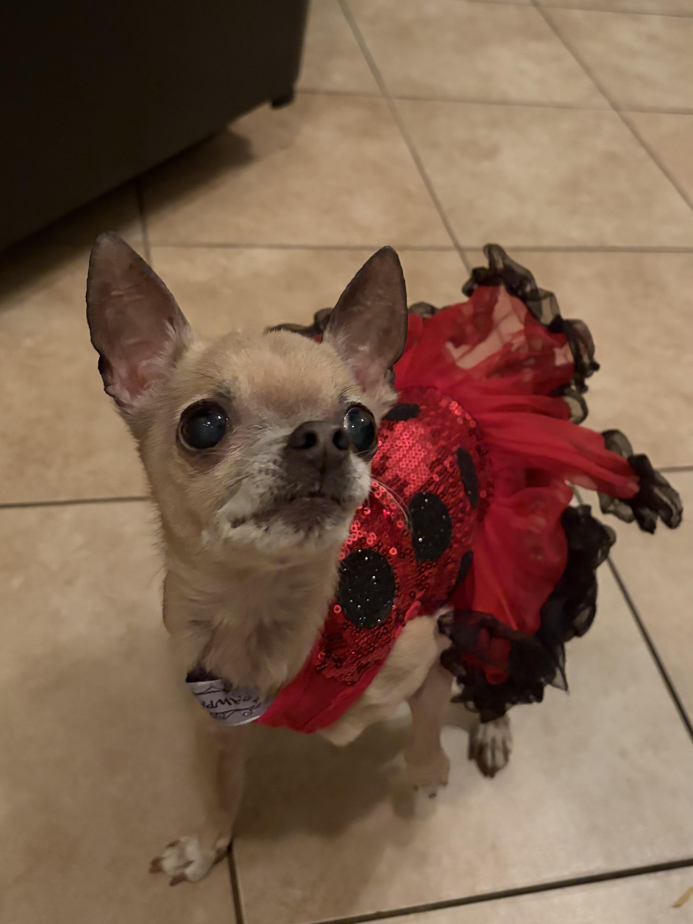 Fanci, Adoptable, Senior Female Chihuahua.