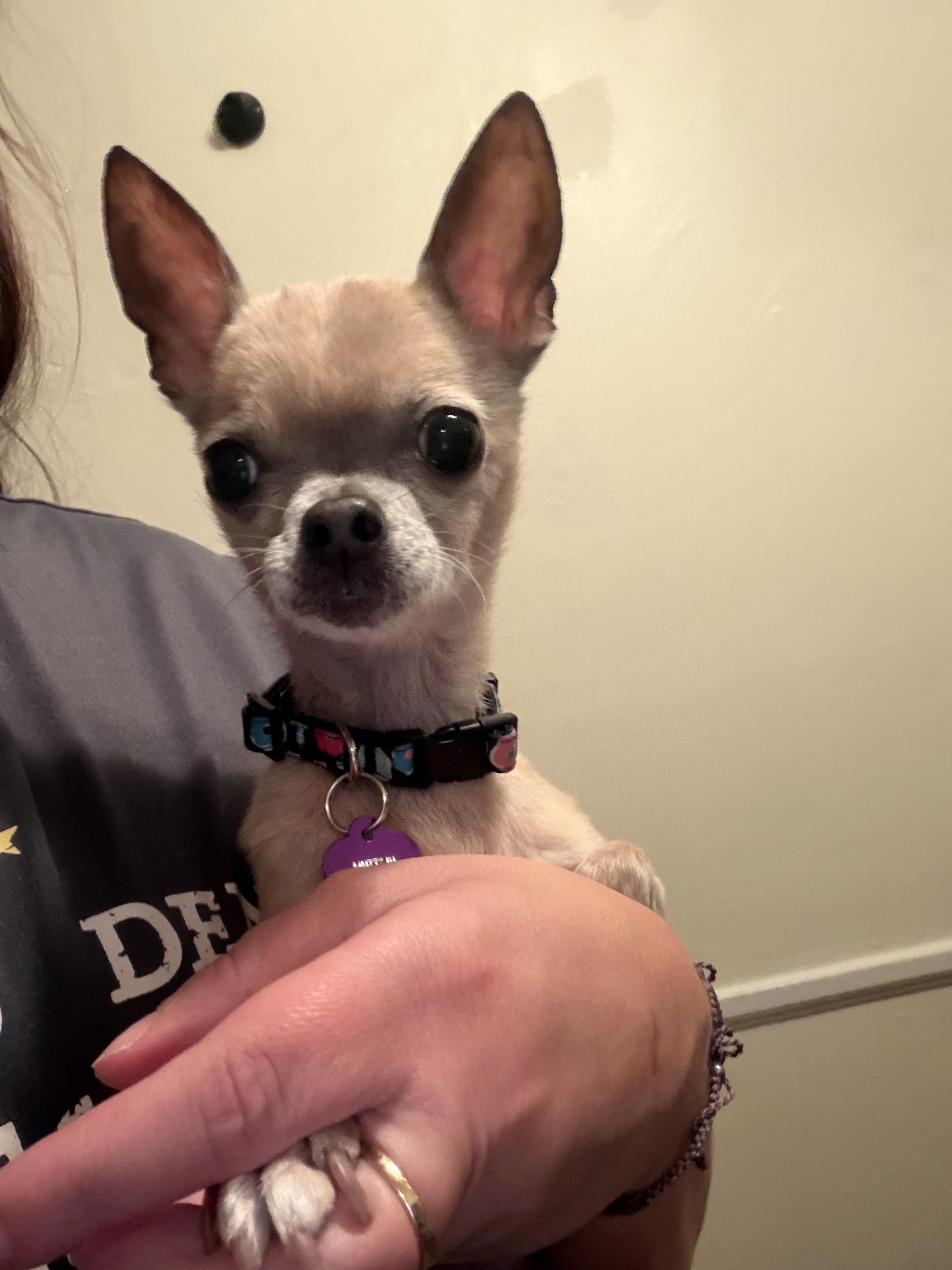 Enlarge Fanci, a Adoptable Chihuahua in Cleveland, OH image 6/6