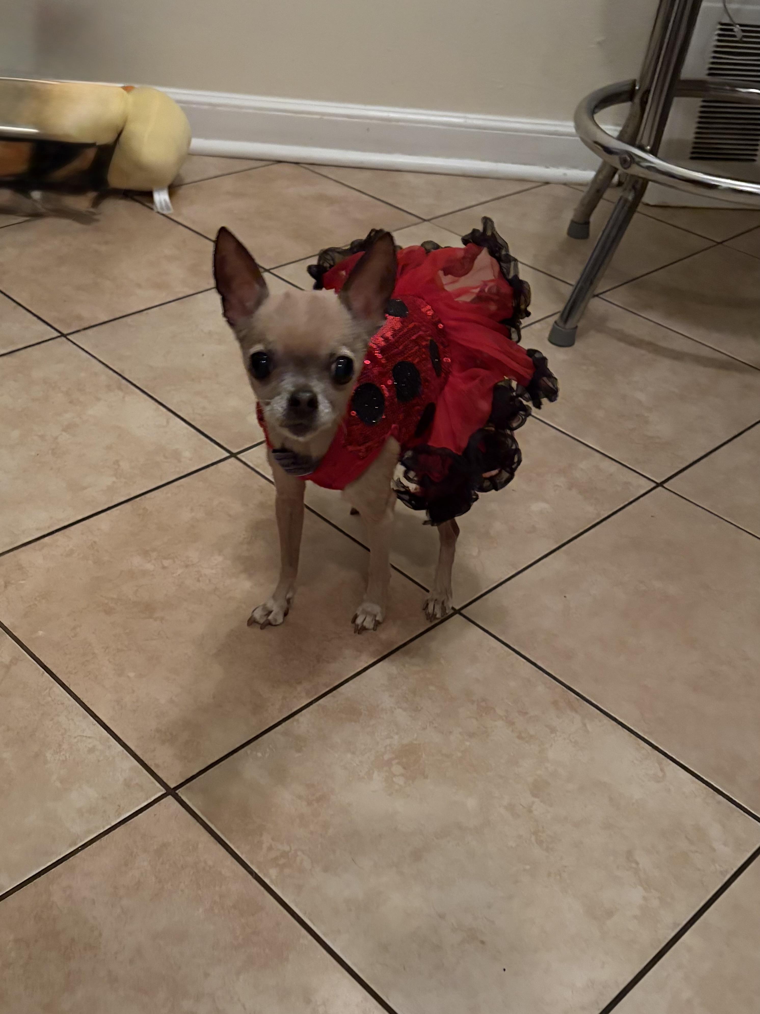 Enlarge Fanci, a Adoptable Chihuahua in Cleveland, OH image 4/6