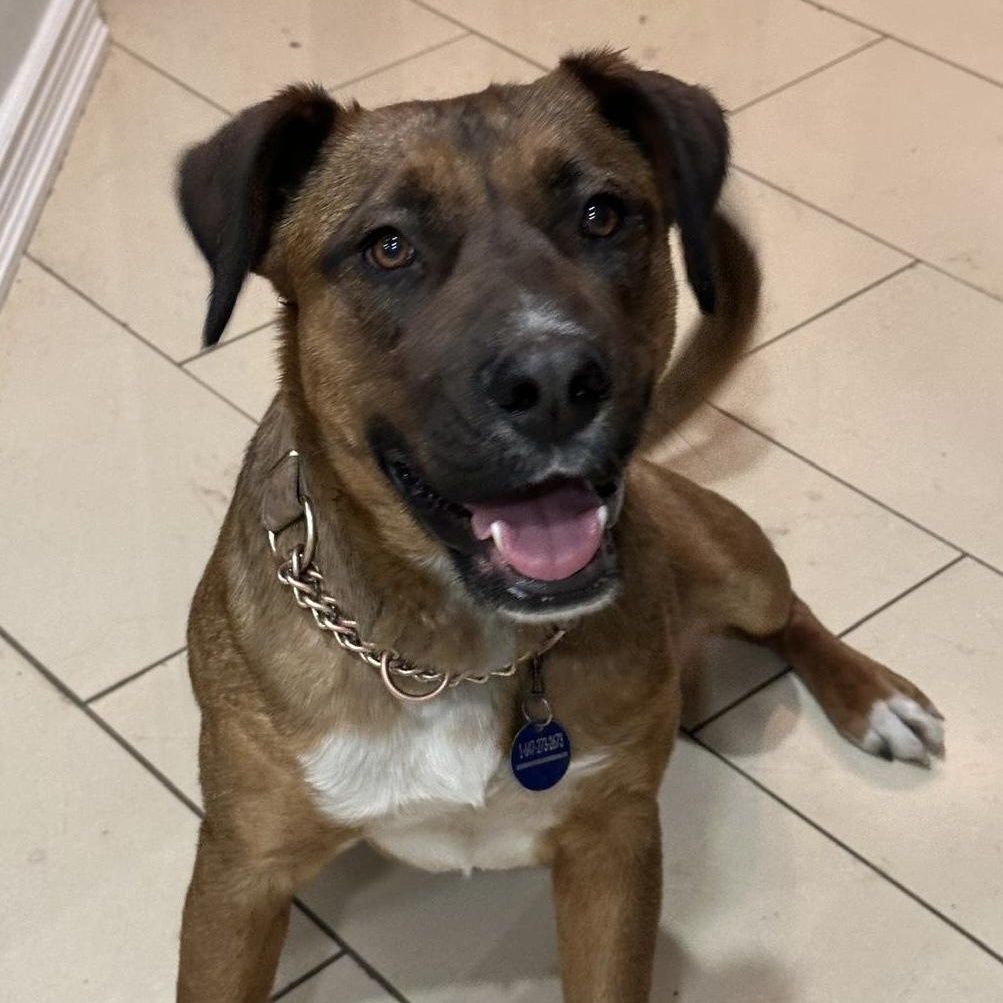 Enlarge Scarlett, a ADOPTABLE Mixed Breed in Thornhill, ON image 1/1