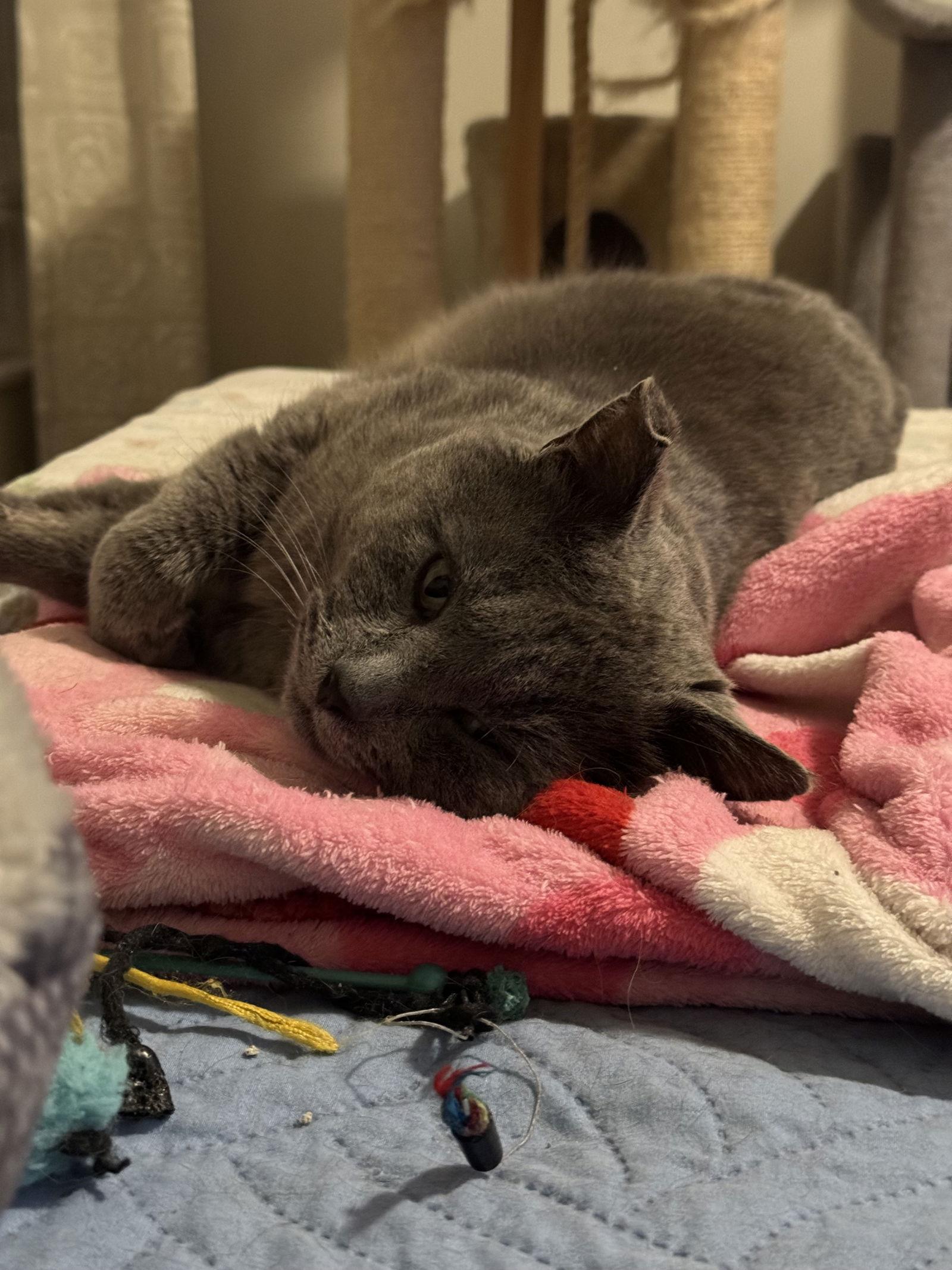 Smokey, Adoptable, Adult Male Domestic Short Hair & British Shorthair.