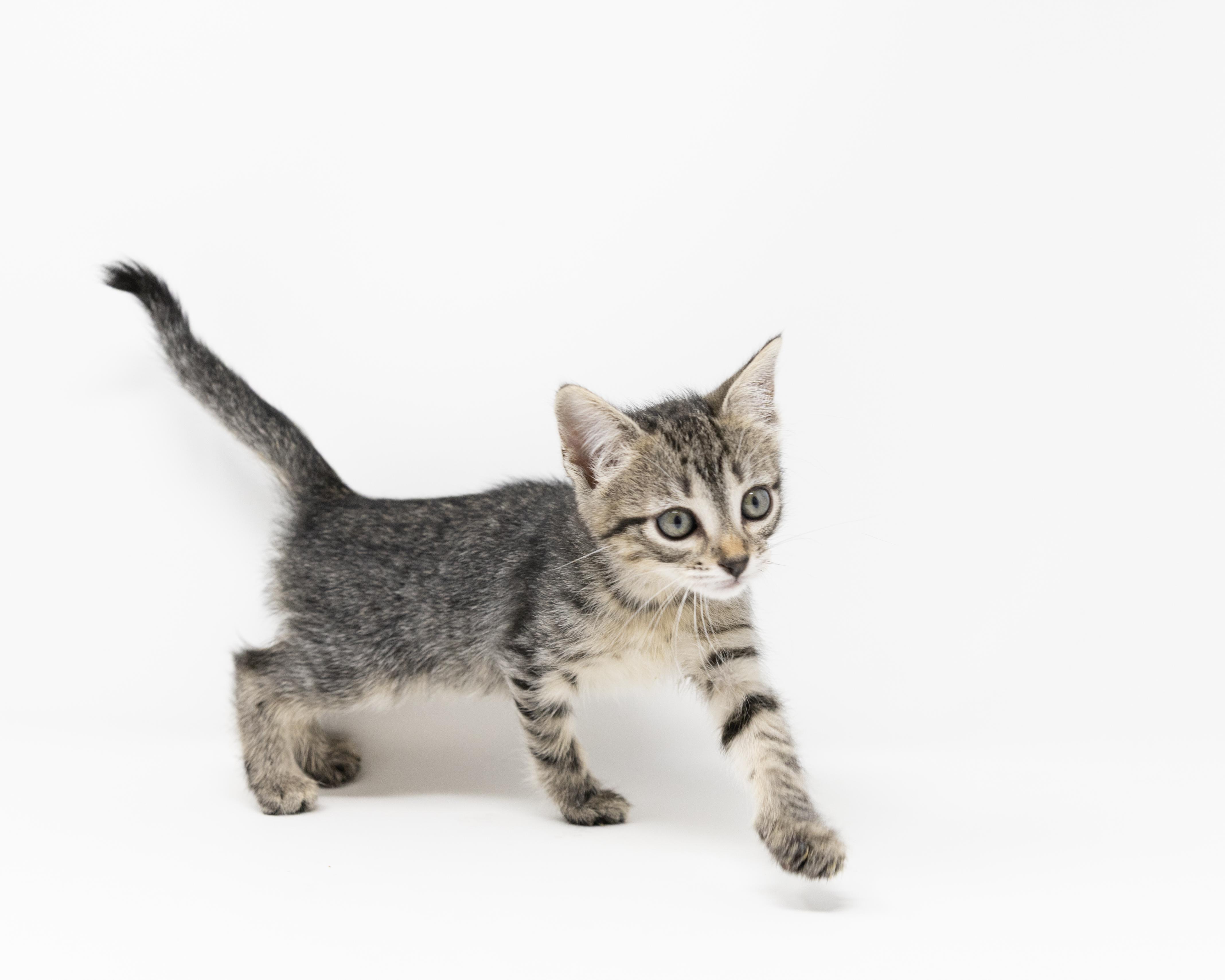 Enlarge Dr. Santos, a ADOPTABLE Tabby in Fort Worth, TX image 4/6