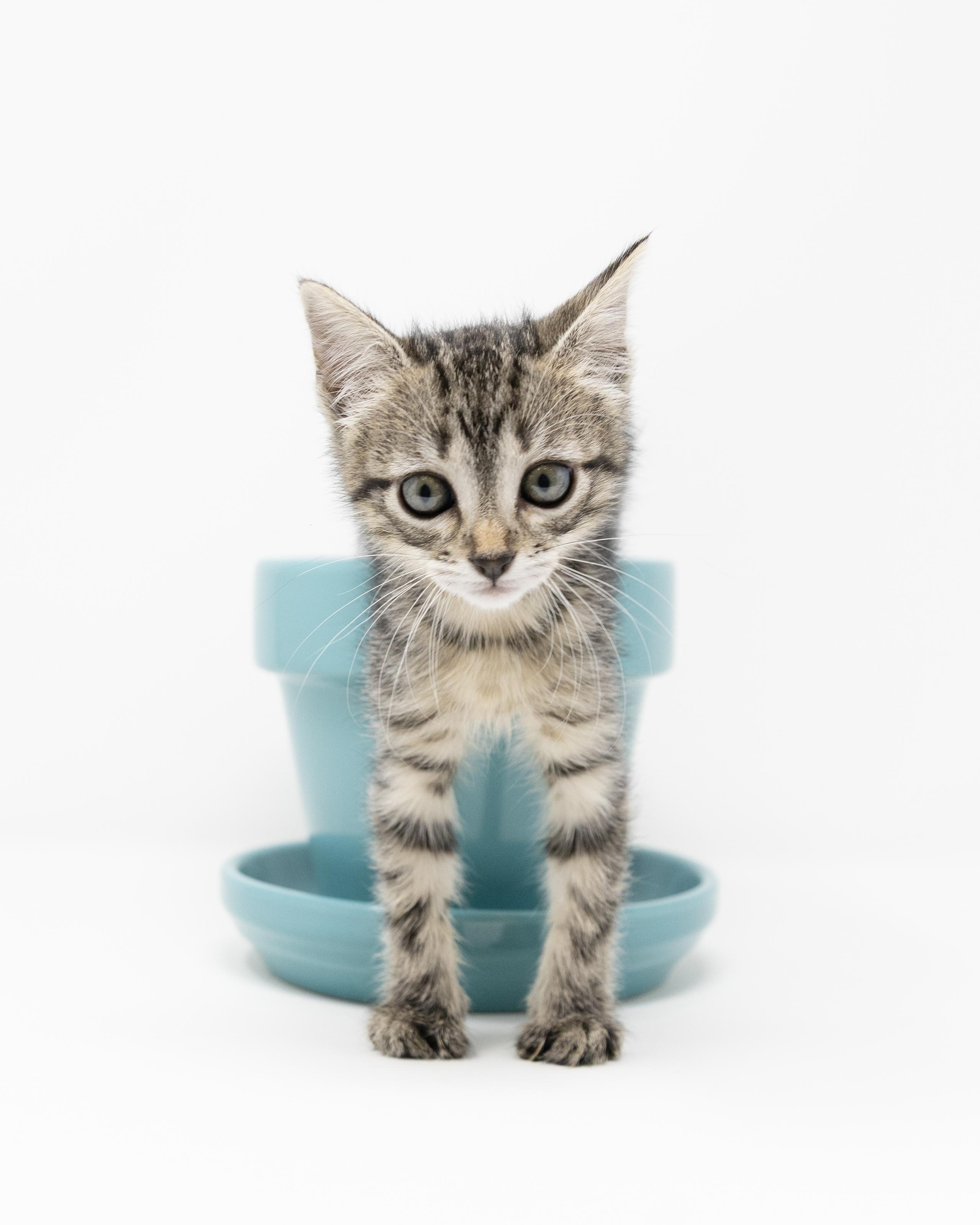 Enlarge Dr. Santos, a ADOPTABLE Tabby in Fort Worth, TX image 3/6