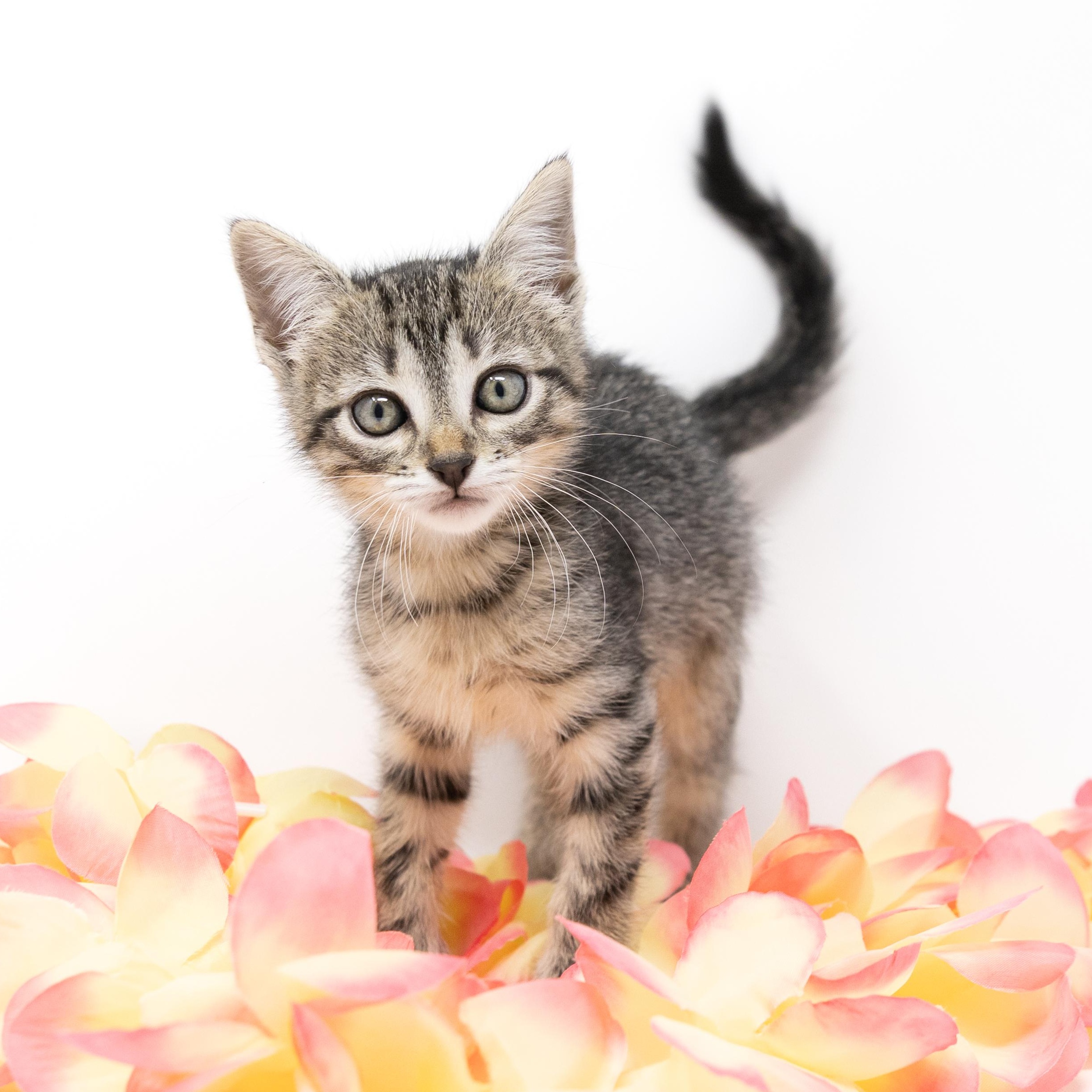 Dr. Santos, ADOPTABLE, Kitten Female Tabby.