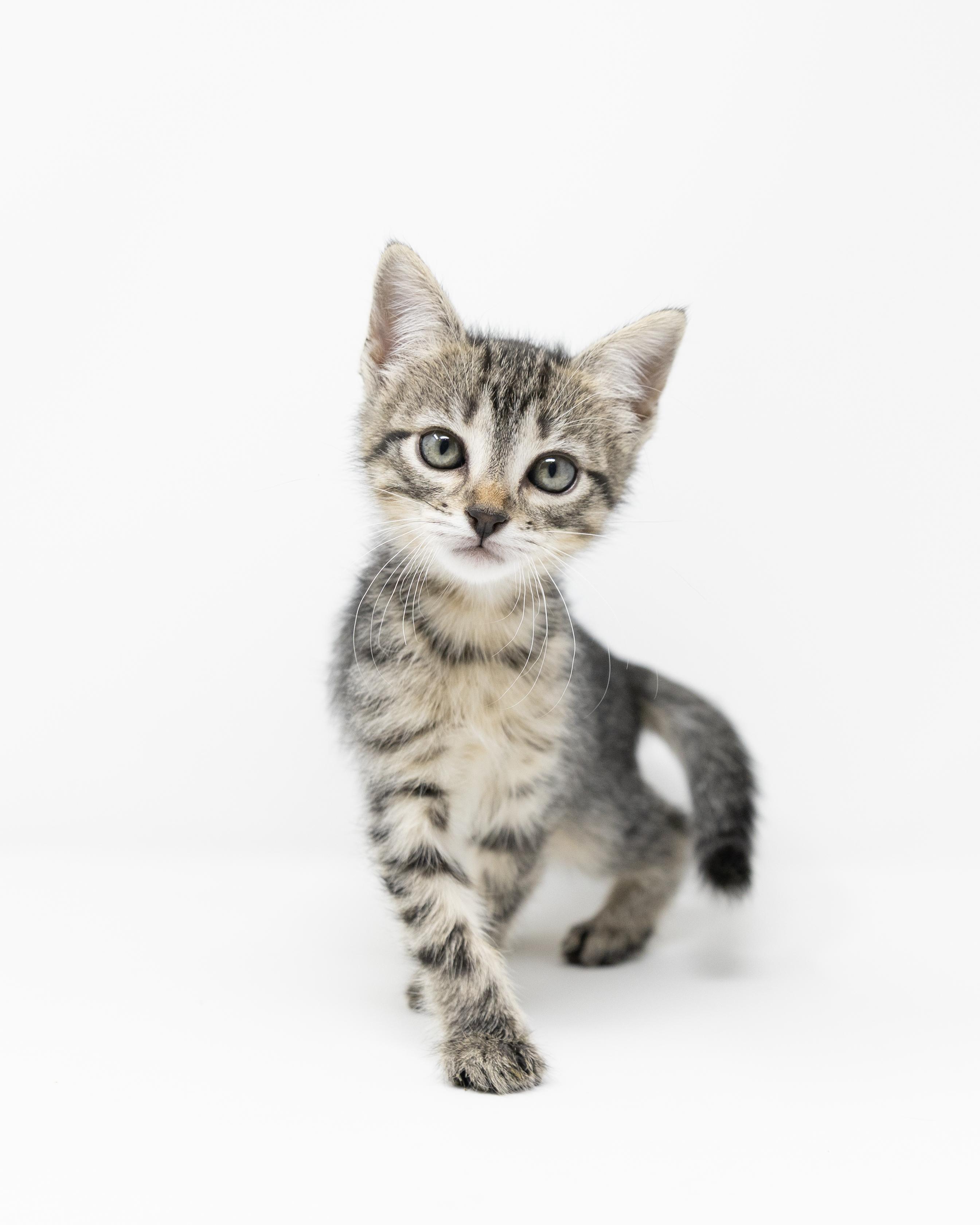 Enlarge Dr. Santos, a ADOPTABLE Tabby in Fort Worth, TX image 2/6