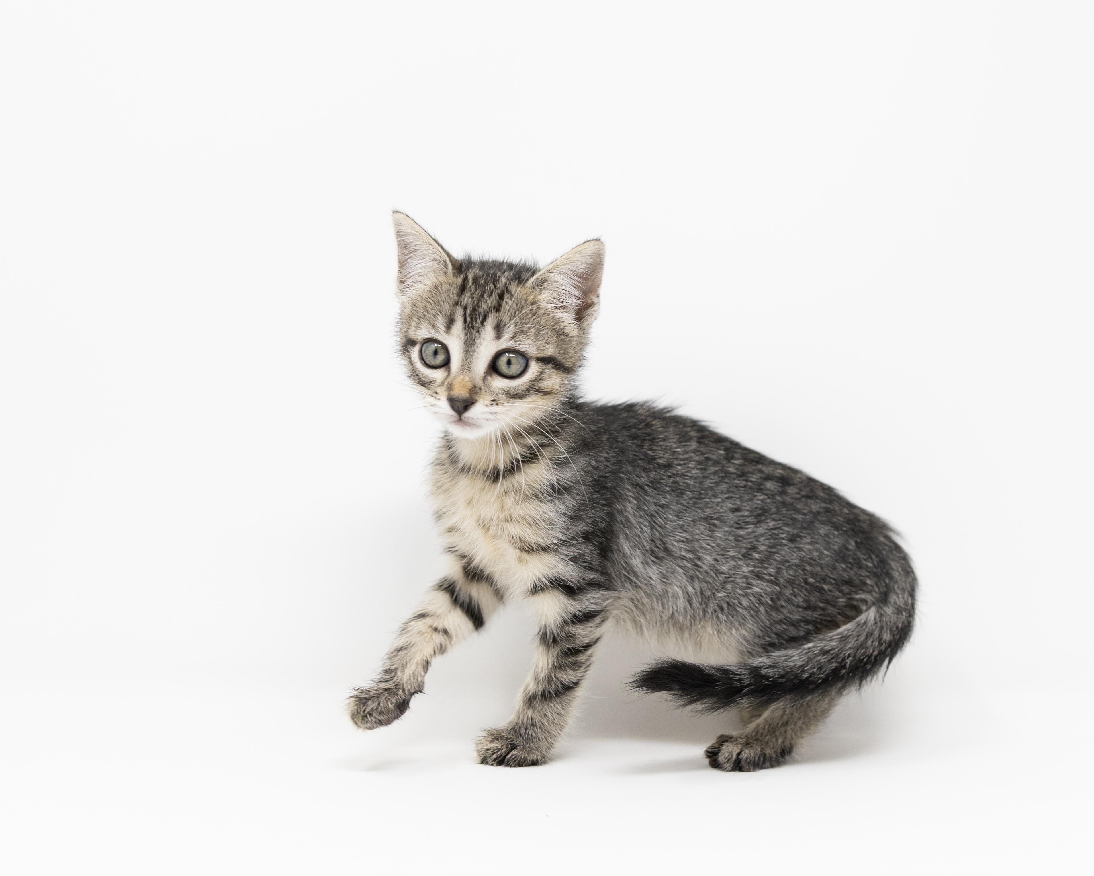 Enlarge Dr. Santos, a ADOPTABLE Tabby in Fort Worth, TX image 6/6