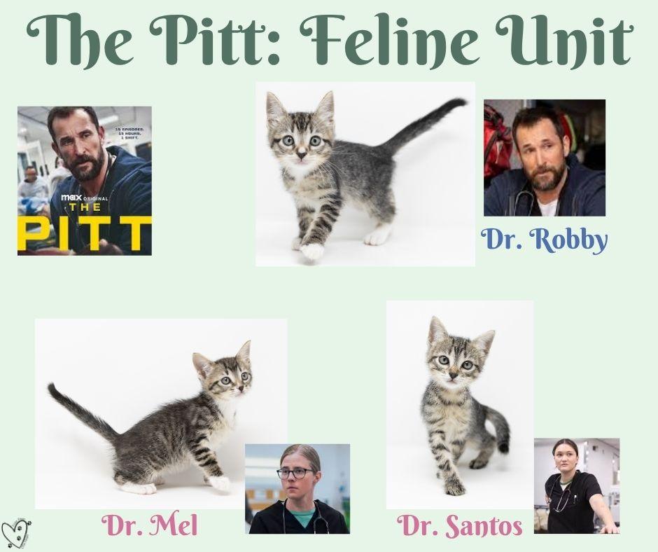 Enlarge Dr. Santos, a ADOPTABLE Tabby in Fort Worth, TX image 5/6