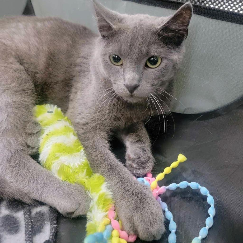 Grey, a Adoptable mixed breed in New Manchester, WV image 2/2