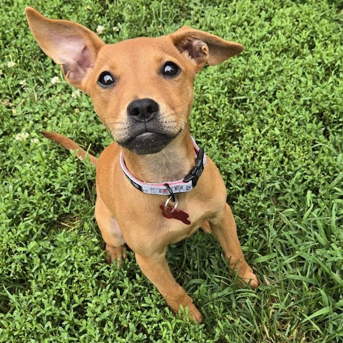 Milla, Baby Female Chiweenie