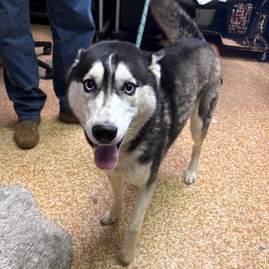 Enlarge Lucie, a Adoptable Husky in Chehalis, WA image 1/2