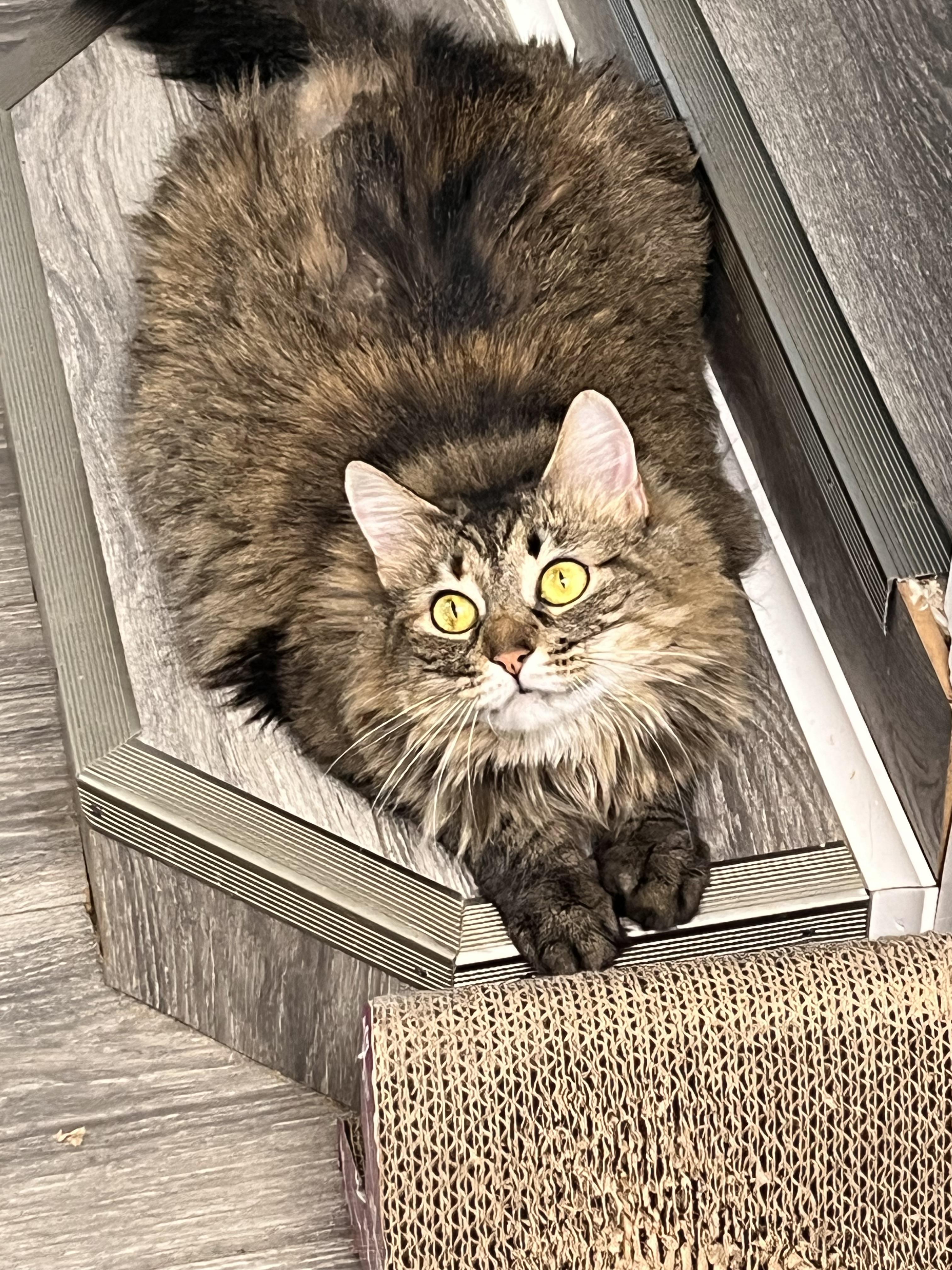 Enlarge Sabrina , a ADOPTABLE Domestic Long Hair in Maryville, TN image 4/6